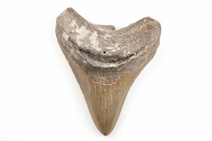 3.31" Fossil Megalodon Tooth - North Carolina